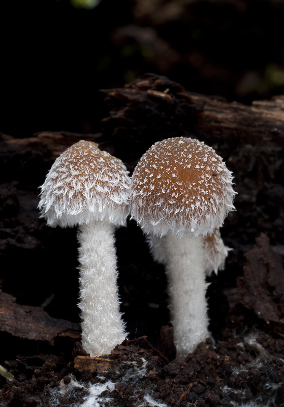 Psathyrella fibrillosa